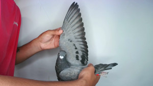 Pigeon image