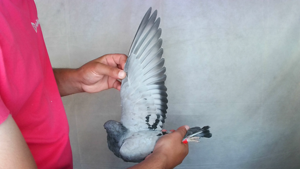Pigeon image