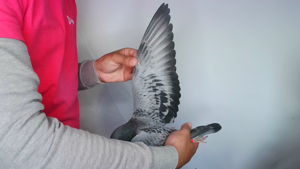 Pigeon image