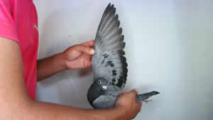 Pigeon image