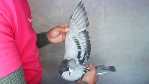 Pigeon image