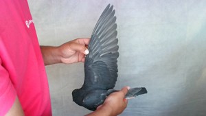 Pigeon image