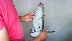 Pigeon image