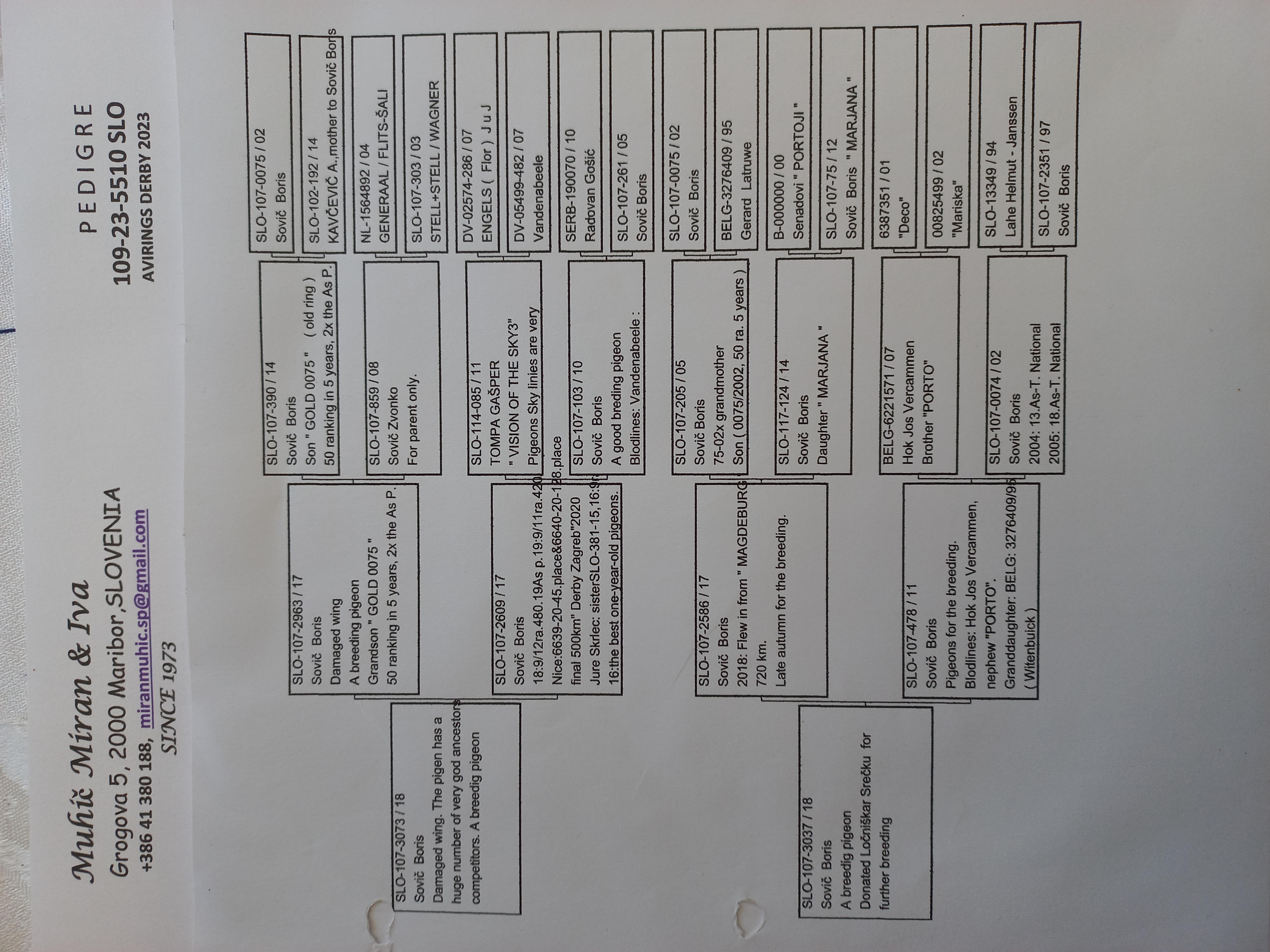 Pigeon pedigree image