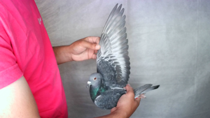 Pigeon image