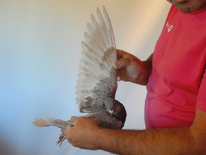 Pigeon image