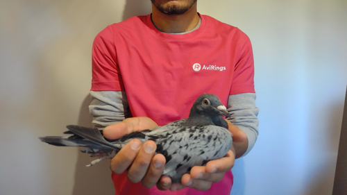 Pigeon image