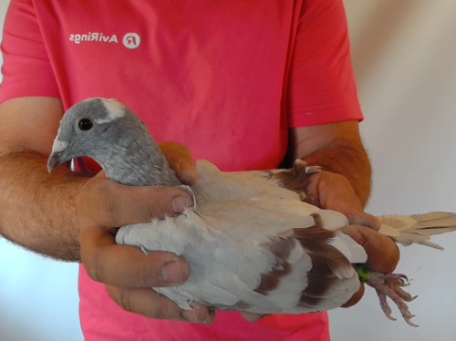 Pigeon image