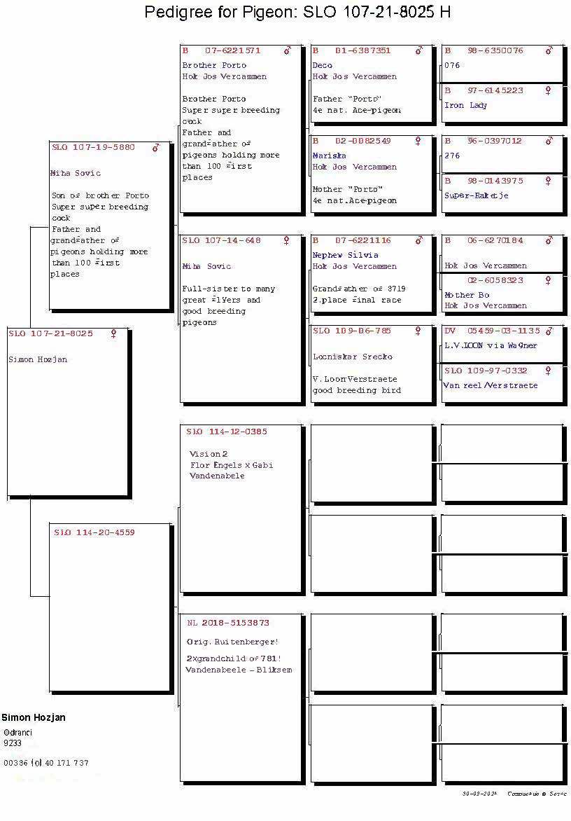 Pigeon pedigree image