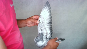 Pigeon image