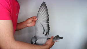 Pigeon image