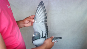 Pigeon image