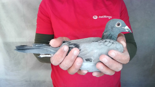 Pigeon image