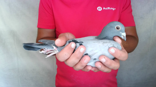 Pigeon image