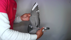 Pigeon image