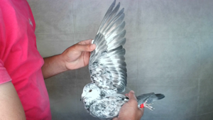 Pigeon image