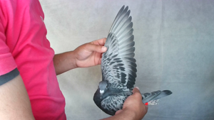 Pigeon image