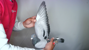 Pigeon image