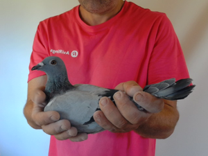 Pigeon image
