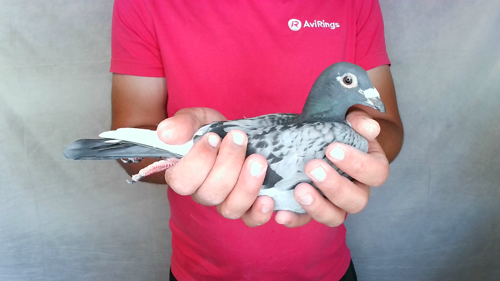 Pigeon image