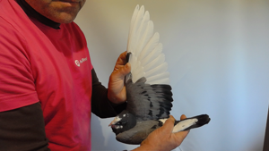 Pigeon image