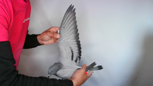 Pigeon image