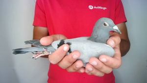 Pigeon image