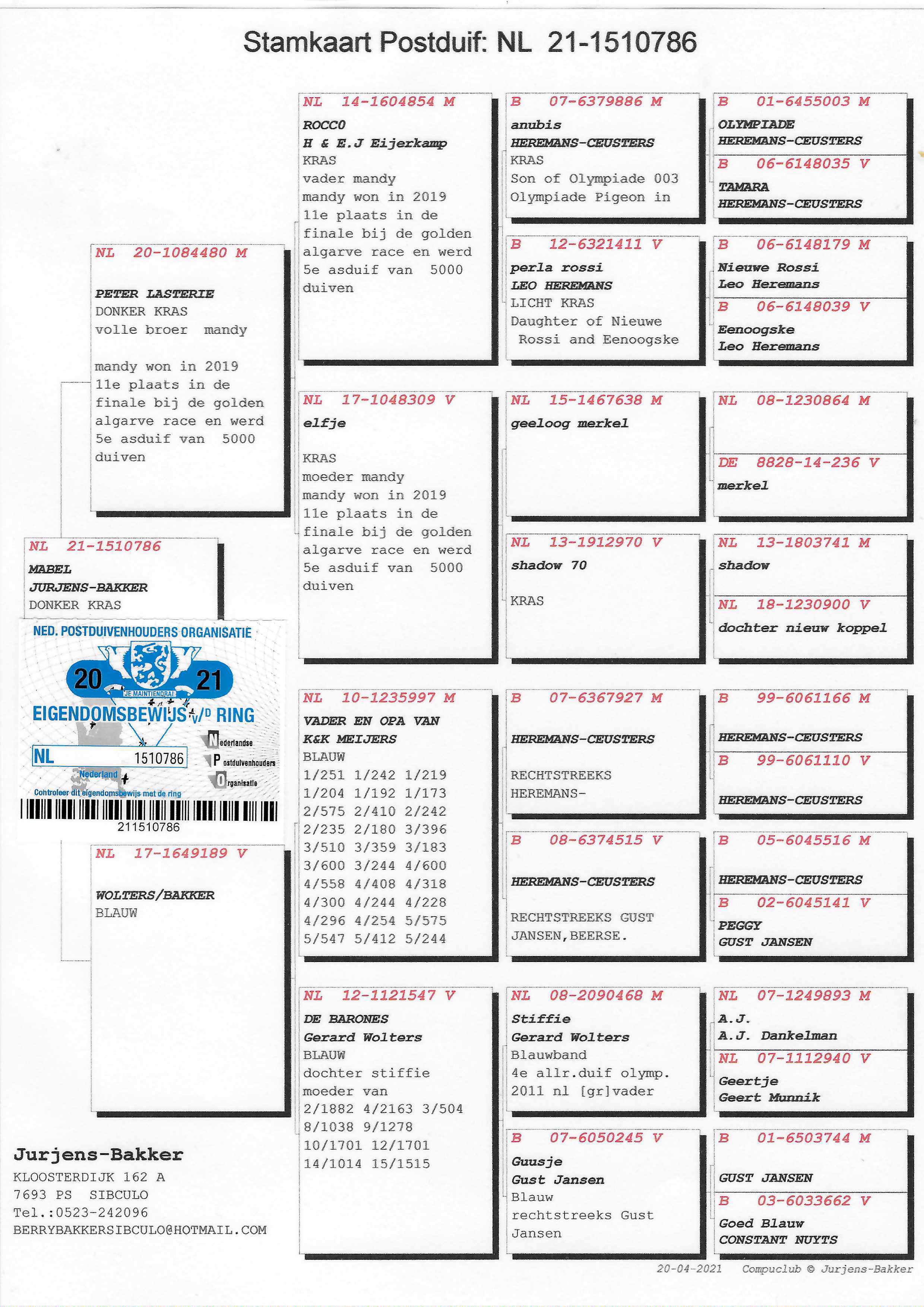 Pigeon pedigree image