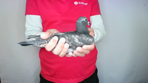 Pigeon image