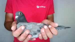 Pigeon image