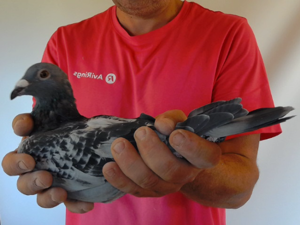 Pigeon image