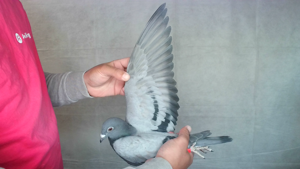 Pigeon image
