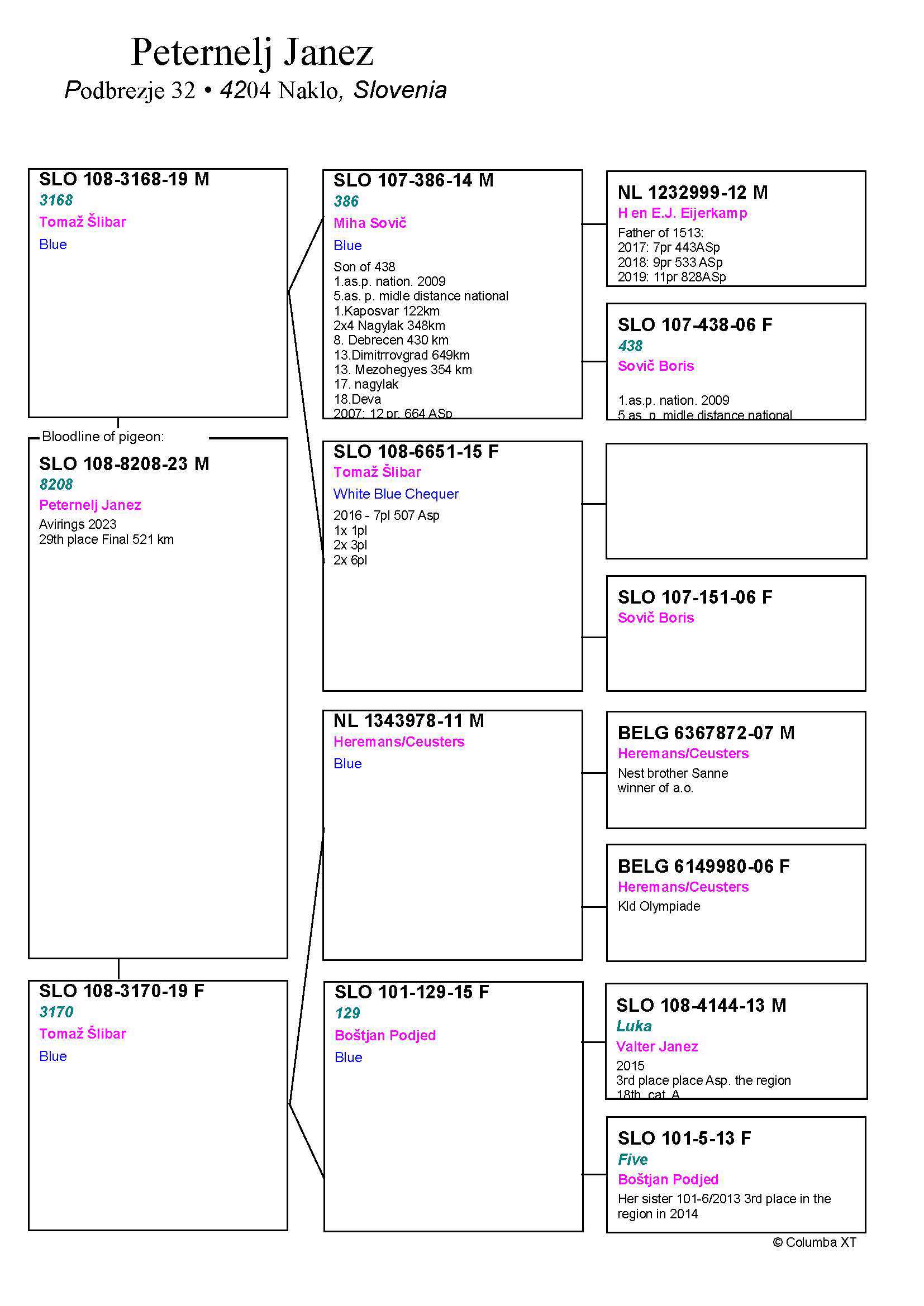 Pigeon pedigree image