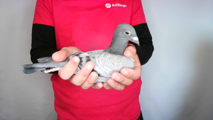 Pigeon image
