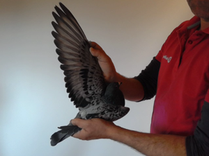 Pigeon image