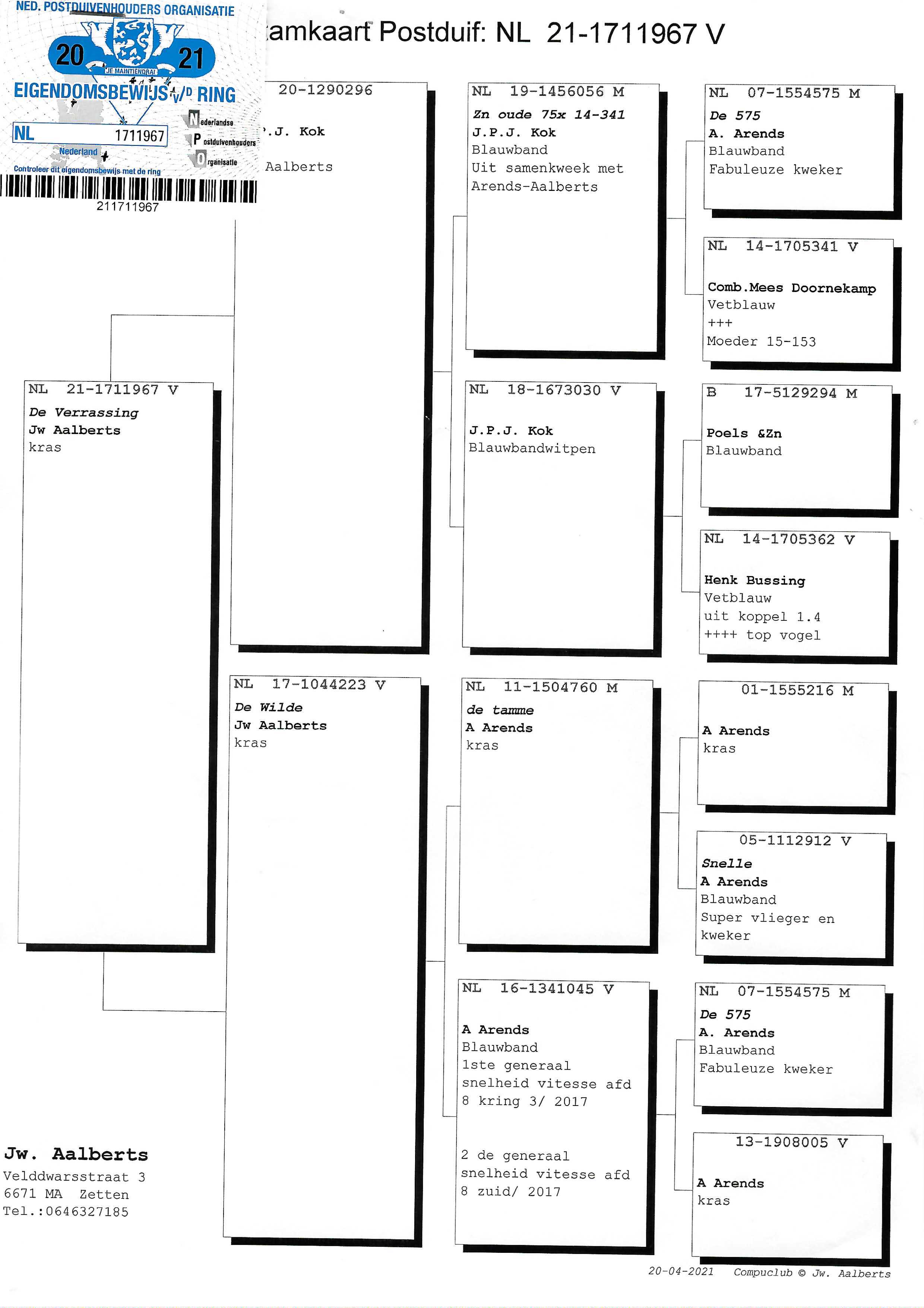 Pigeon pedigree image