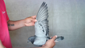 Pigeon image