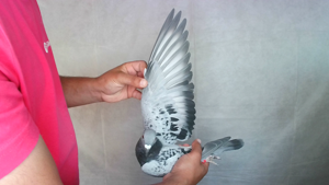 Pigeon image