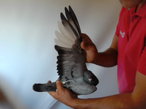Pigeon image