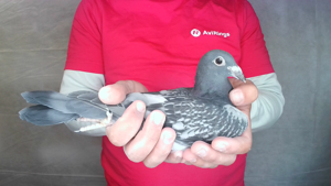 Pigeon image