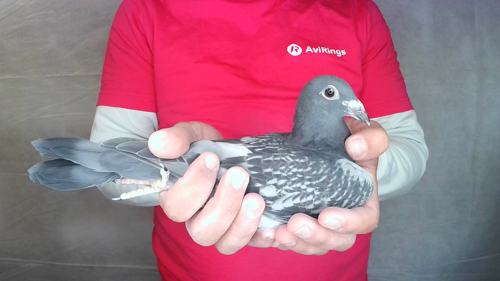 Pigeon image