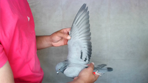 Pigeon image