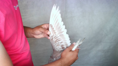 Pigeon image