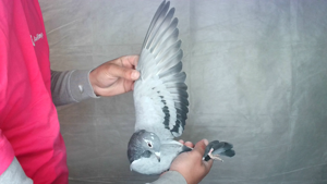 Pigeon image