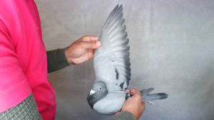 Pigeon image