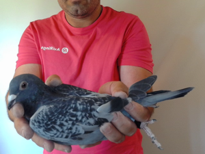 Pigeon image