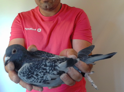 Pigeon image