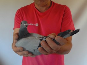 Pigeon image
