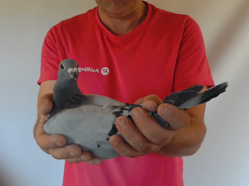 Pigeon image