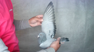 Pigeon image